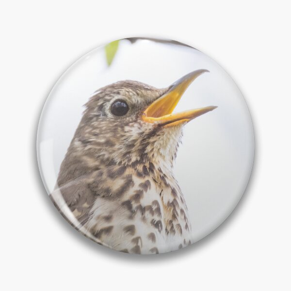 Item preview, Song Thrush designed and sold by LaurenTucker.