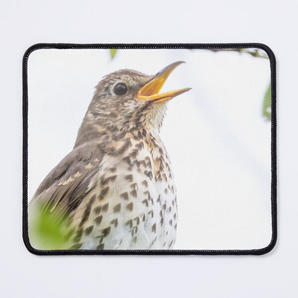 Item preview, Song Thrush designed and sold by LaurenTucker.