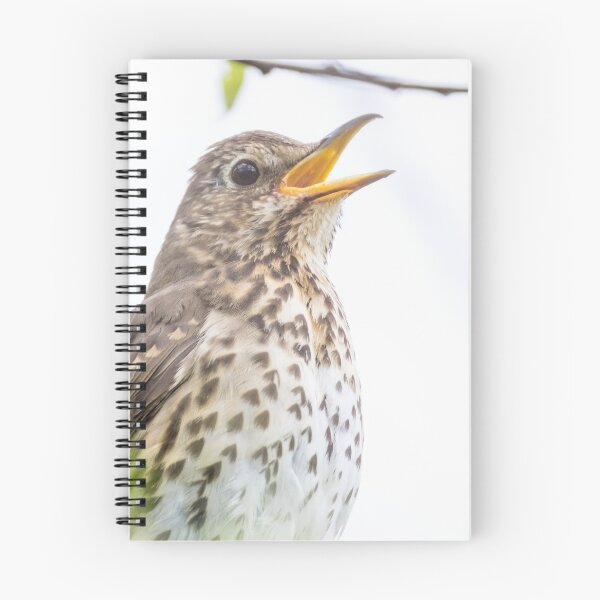 Item preview, Song Thrush designed and sold by LaurenTucker.