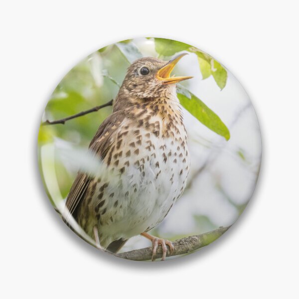 Item preview, Song Thrush designed and sold by LaurenTucker.