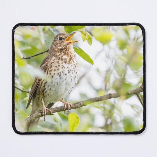 Item preview, Song Thrush designed and sold by LaurenTucker.