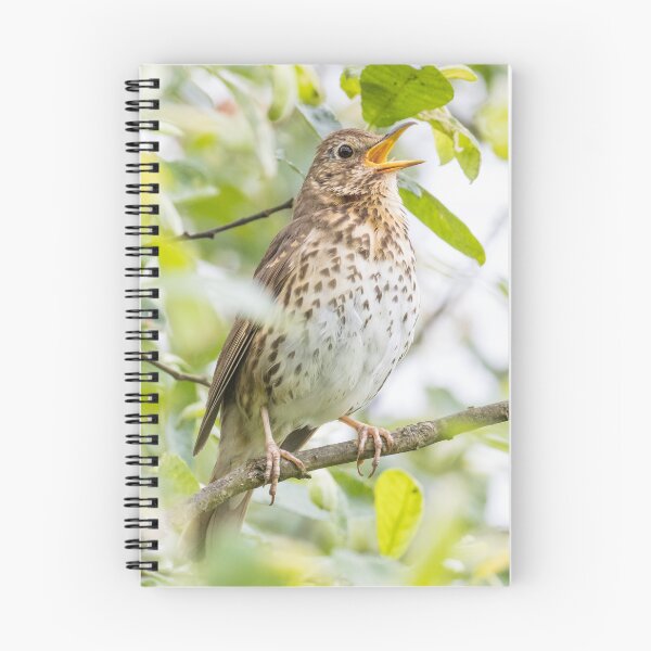 Item preview, Song Thrush designed and sold by LaurenTucker.