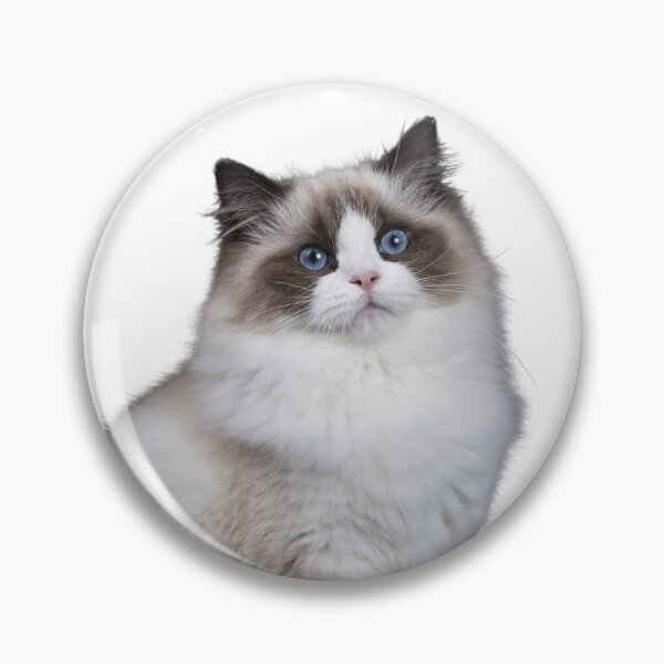 Item preview, Precious Ragdoll Cats and Kittens Sticker Pack designed and sold by AnimaliaStar.