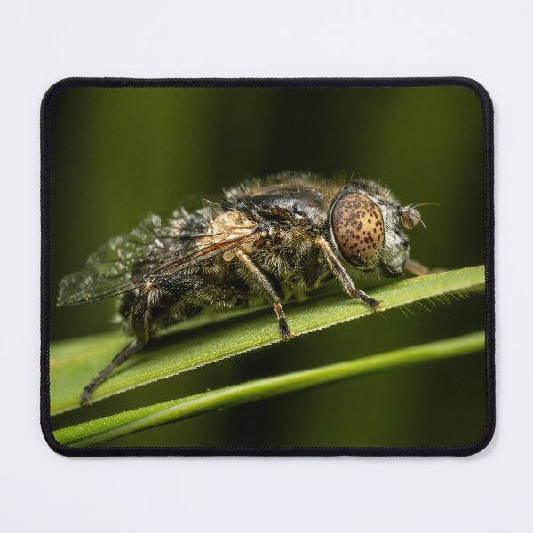 Item preview, Fly with Jeweled Spotted Eyes — Extreme Macro Wildlife Portrait designed and sold by Rabee Khalil Photography.
