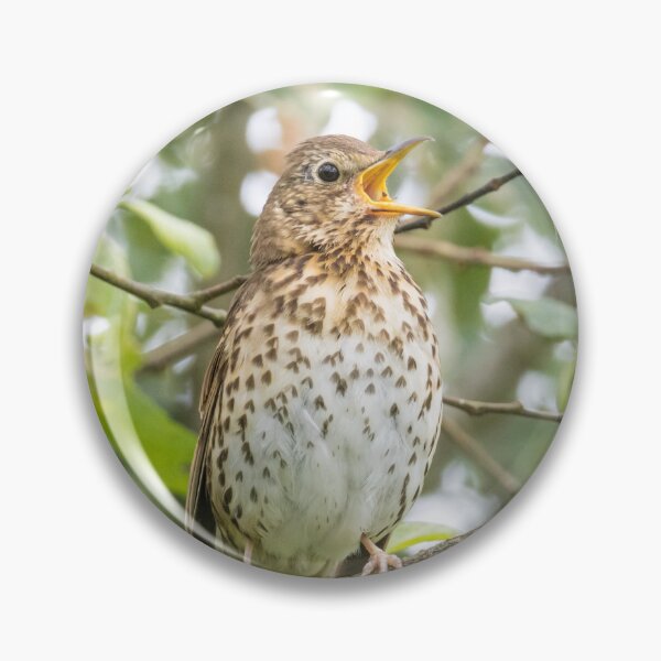 Item preview, Song Thrush designed and sold by LaurenTucker.