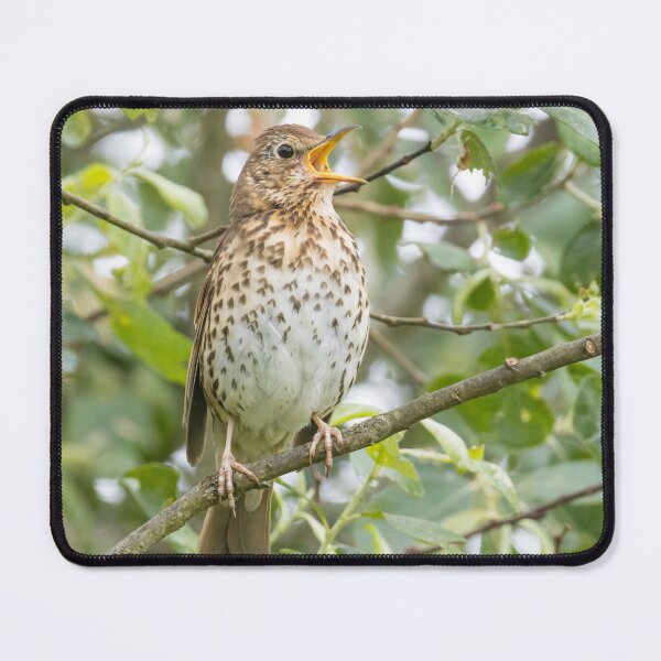 Item preview, Song Thrush designed and sold by LaurenTucker.