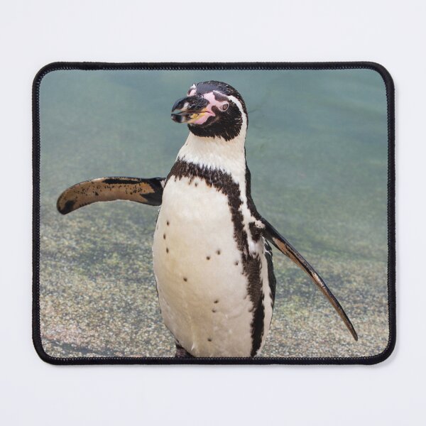 Item preview, Humboldt Penguin designed and sold by JeanKellyPhoto.