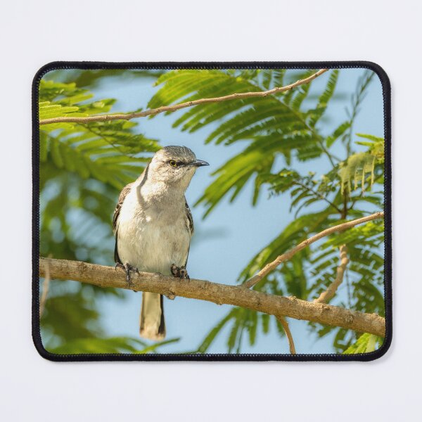 Item preview, Northern Mockingbird Perched Among Green Leaves designed and sold by Debra Martz.
