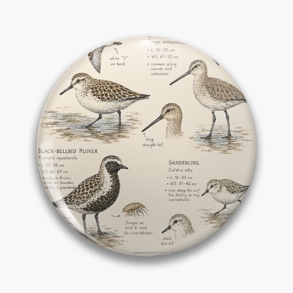 Item preview, Shorebirds of Coasts, Mudflats & Wetlands – Vintage Naturalist Field Guide Illustration designed and sold by DiamondSkyShirt.