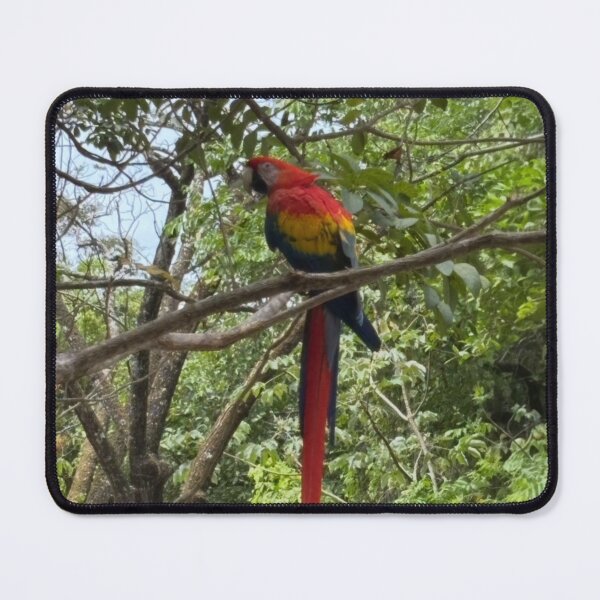 Item preview, Scarlet Macaw Roatan Honduras designed and sold by Donlan-2211.