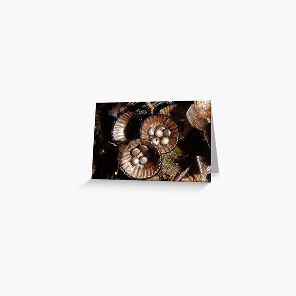 Bird's Nest Greeting Card