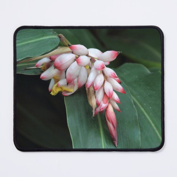 Item preview, Shell Ginger Flower Buds on Green Leaf designed and sold by 27Tammy27.
