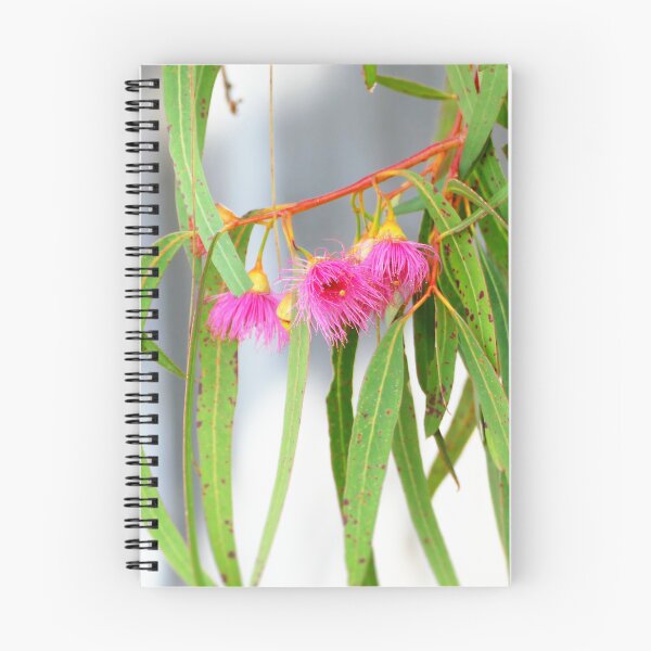 Item preview, Australian Native Flowering Gum With Pink Blossoms designed and sold by jaynerushton.