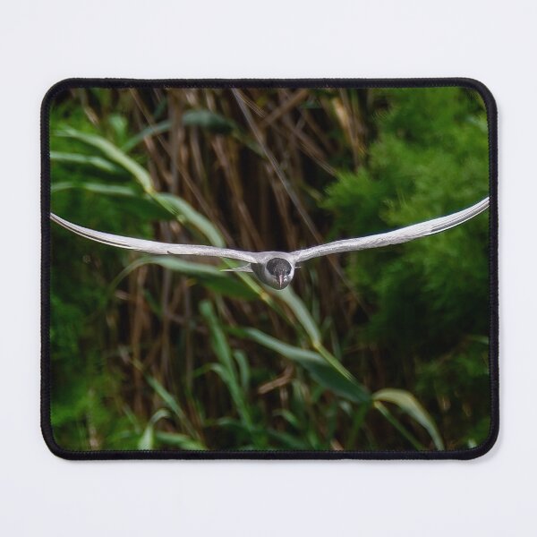 Item preview, Tern head-on designed and sold by Ralph Goldsmith.