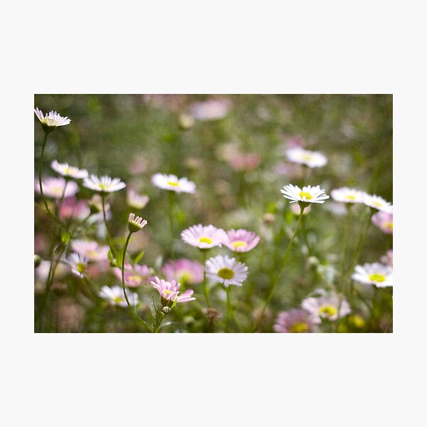 Pretty Pastels Photographic Print