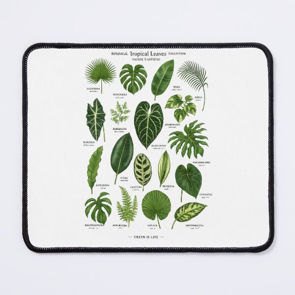 Item preview, Tropical Leaves Botanical Collection Vintage Nature Illustration designed and sold by Les-Ink-Studio.
