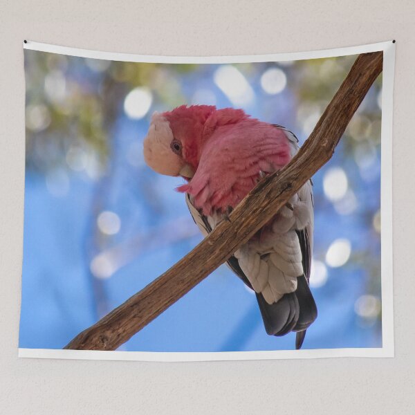 Item preview, Preening Galah designed and sold by Stephen Jolly.