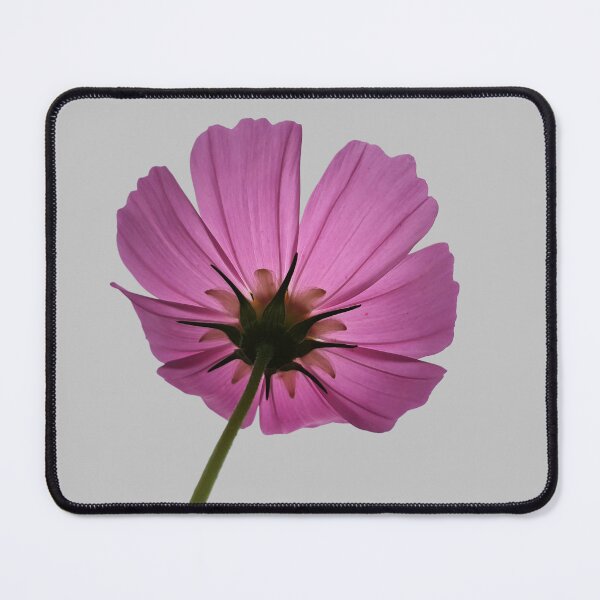 Item preview, Pink Cosmos Flower from Below – Elegant Botanical Nature Photography designed and sold by Siam Soul Studio.