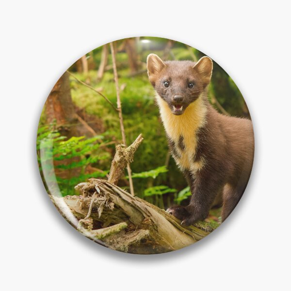 Item preview, Pine Marten In Scottish Woodland designed and sold by Scott-Tilley Photography.