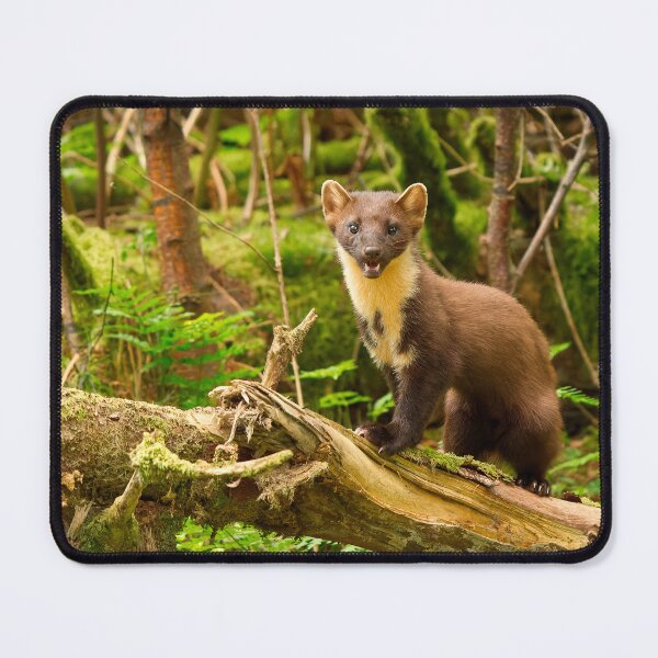 Item preview, Pine Marten In Scottish Woodland designed and sold by Scott-Tilley Photography.