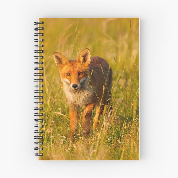 Item preview, Beautiful Red Fox designed and sold by Scott-Tilley Photography.