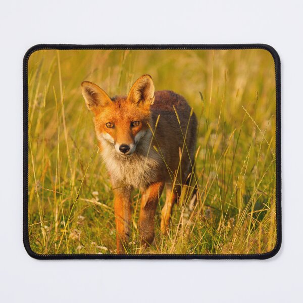 Item preview, Beautiful Red Fox designed and sold by Scott-Tilley Photography.