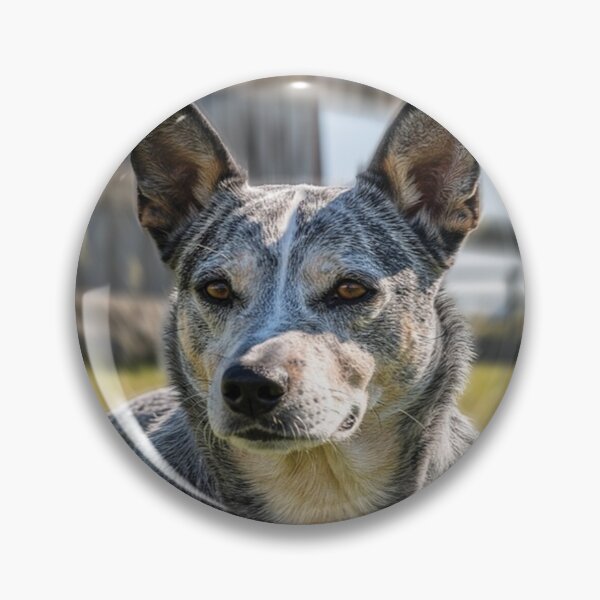 Item preview, Cattle Dog designed and sold by TeesofAuss.