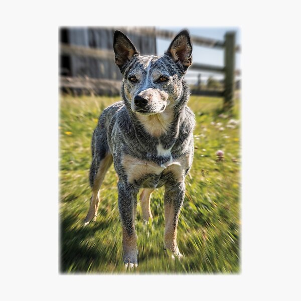 Item preview, Cattle Dog designed and sold by TeesofAuss.