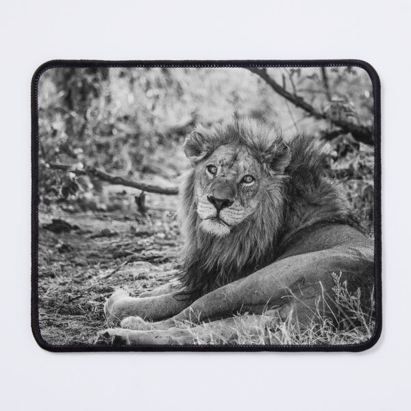 Item preview, A Wounded Lion In Black and White designed and sold by Kay Brewer.