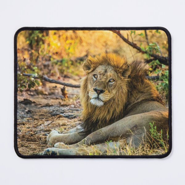 Item preview, A Wounded Lion designed and sold by Kay Brewer.