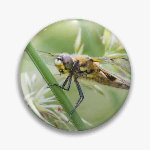 Item preview, Four Spotted Chaser designed and sold by LaurenTucker.