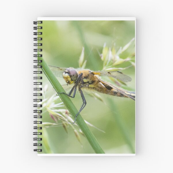 Item preview, Four Spotted Chaser designed and sold by LaurenTucker.