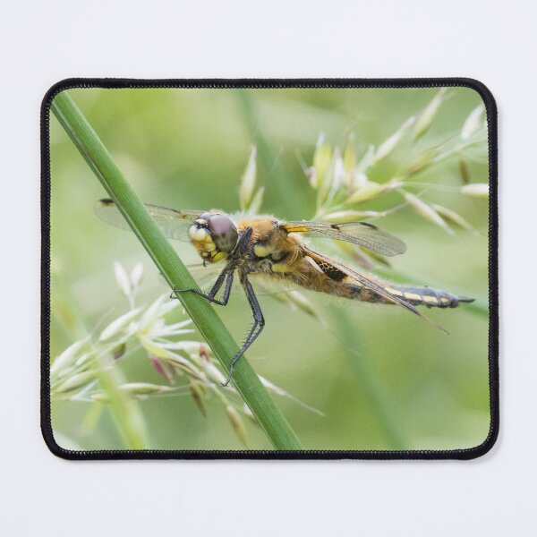 Item preview, Four Spotted Chaser designed and sold by LaurenTucker.