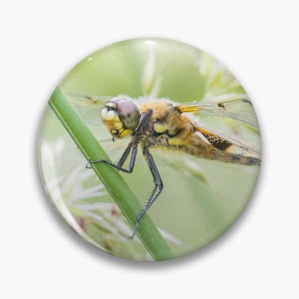 Item preview, Four Spotted Chaser designed and sold by LaurenTucker.