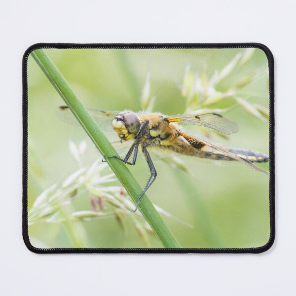 Item preview, Four Spotted Chaser designed and sold by LaurenTucker.