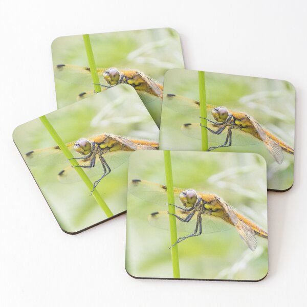 Item preview, Four Spotted Chaser designed and sold by LaurenTucker.