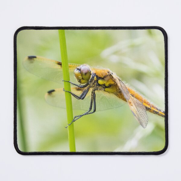 Item preview, Four Spotted Chaser designed and sold by LaurenTucker.