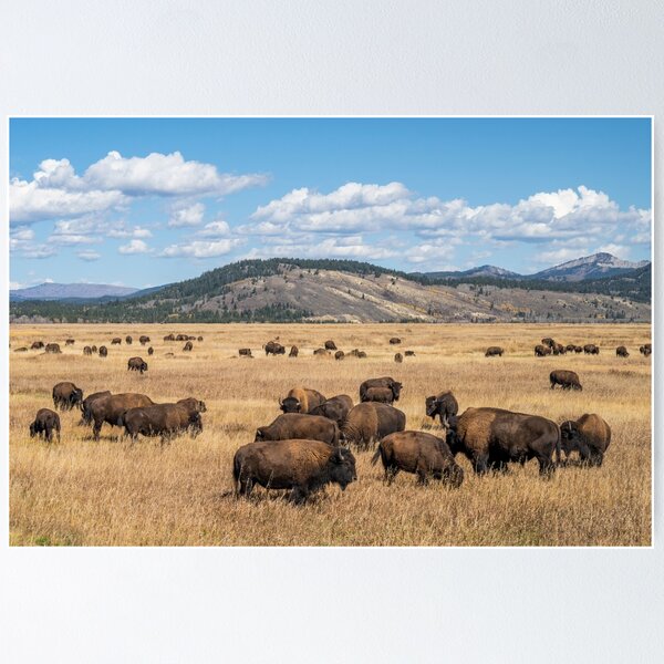 Item preview, Where the Buffalo Roam designed and sold by CopperSkyPhoto.