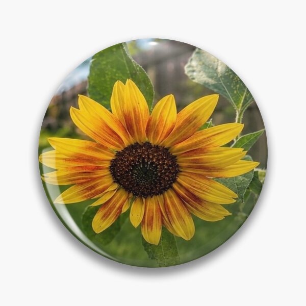 Item preview, Golden Sunflower in Summer Light designed and sold by AutumnLeAnnDesigns.