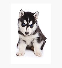 Husky Puppy Photographic Print