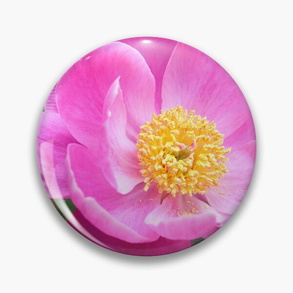Item preview, Pink Chinese Peony designed and sold by BostonArcImage.