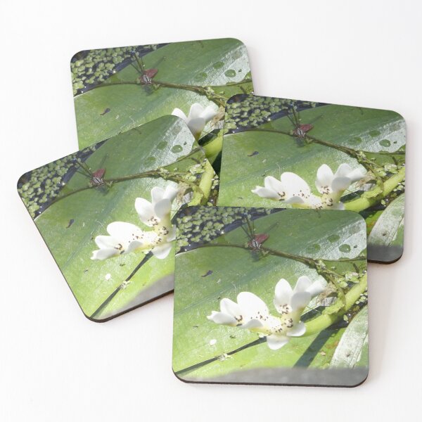 Item preview, Damselfly with Water Hawthorn designed and sold by CymaticResonanceArt.