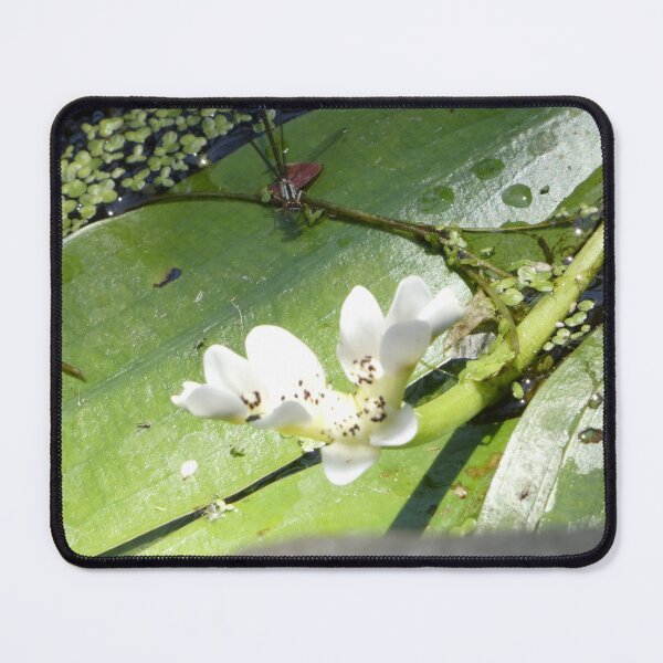 Item preview, Damselfly with Water Hawthorn designed and sold by CymaticResonanceArt.