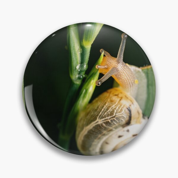 Item preview, Garden Snail in Motion — Macro Wildlife Portrait designed and sold by Rabee Khalil Photography.