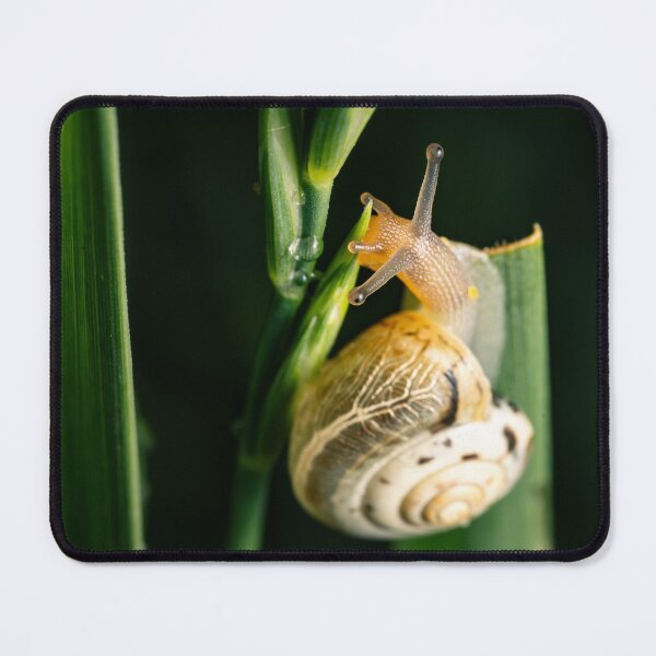 Item preview, Garden Snail in Motion — Macro Wildlife Portrait designed and sold by Rabee Khalil Photography.