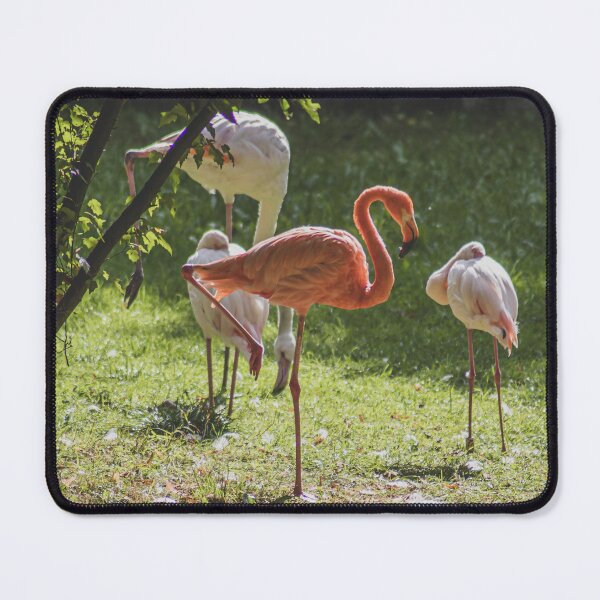Item preview, Elegant Flamingos in Sunlit Garden: Wildlife Portrait designed and sold by Apex_Visuals.