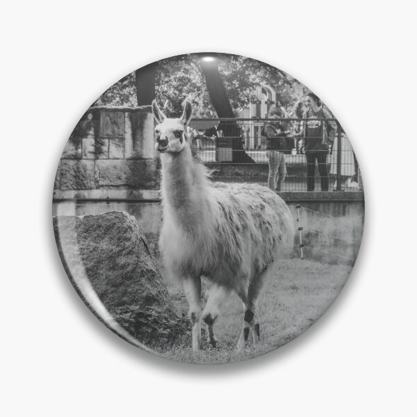 Item preview, Charming Llama Portrait: Black and White Zoo Photography designed and sold by Apex_Visuals.