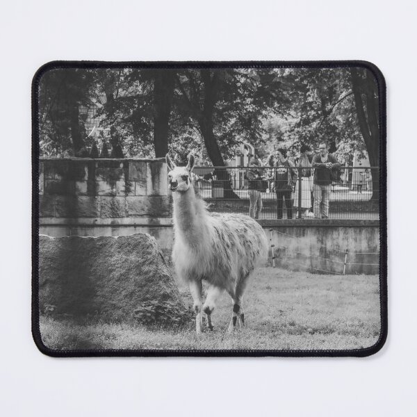 Item preview, Charming Llama Portrait: Black and White Zoo Photography designed and sold by Apex_Visuals.