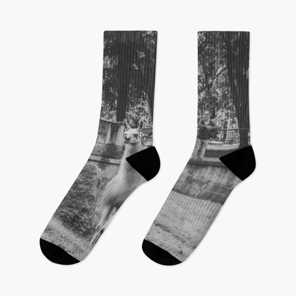 Item preview, Charming Llama Portrait: Black and White Zoo Photography designed and sold by Apex_Visuals.