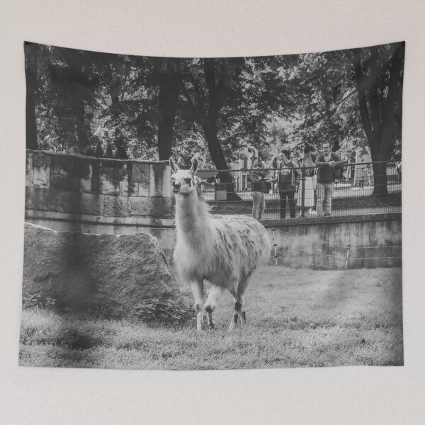 Item preview, Charming Llama Portrait: Black and White Zoo Photography designed and sold by Apex_Visuals.